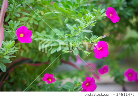Catharanthus Roseus Flower or Rosy Periwinkle 34611475