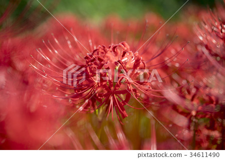 Cluster amaryllis Cluster amaryllis 34611490