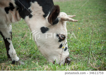 portrait of funny black and white cow in a meadow portrait of funny black and white cow in a meadow 34611759