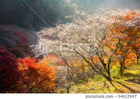 Nagoya, Obara Sakura in autumn Nagoya, Obara Sakura in autumn 34612047