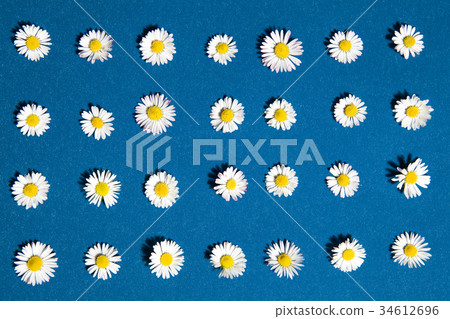 pattern flower pattern flower 34612696