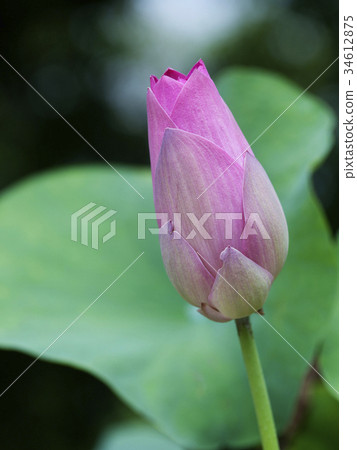 Pink Lotus Bud Pink Lotus Bud 34612875