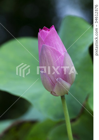 Pink Lotus Bud Pink Lotus Bud 34612876