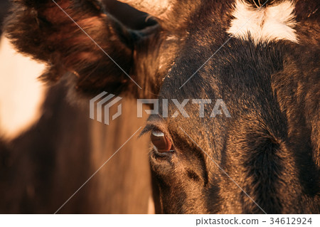 Close Up Of Black Cow Face, Snout, Eye Close Up Of Black Cow Face, Snout, Eye 34612924