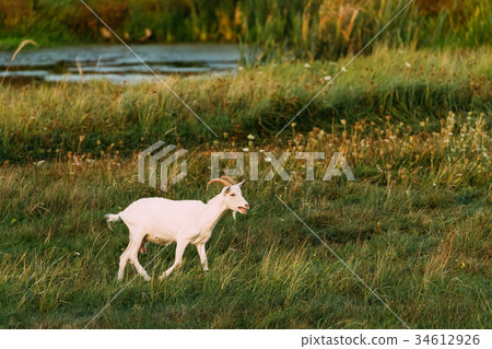 Goat Walking In Green Summer Grass On A Sunny Goat Walking In Green Summer Grass On A Sunny 34612926