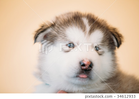 Alaskan Malamute puppy Dog sits in hands of owner 34612933