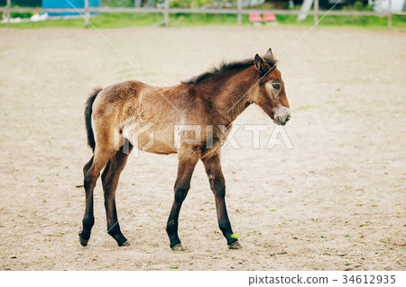Portrait Of Brown Foal In Farm Paddock 34612935