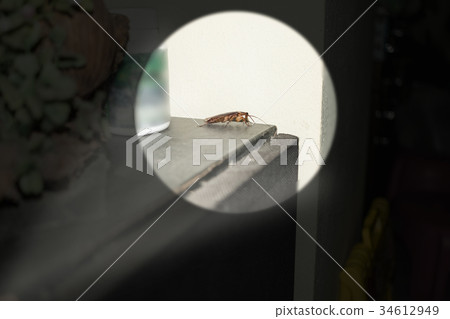 Close up flashlight to capture hiding cockroach Close up flashlight to capture hiding cockroach 34612949