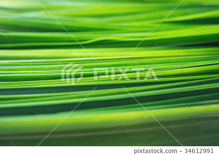 Green gradient pandans background 34612991