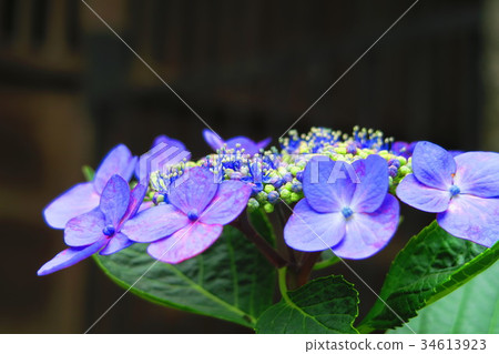 Hydrangea flowers of Bunkyo Hydrangea Festival (Western Hydrangea, Gaku Hydrangea, etc.) Hydrangea flowers of Bunkyo Hydrangea Festival (Western Hydrangea, Gaku Hydrangea, etc.) 34613923