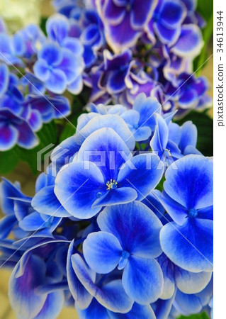 Hydrangea flowers of Bunkyo Hydrangea Festival (Western Hydrangea, Gaku Hydrangea, etc.) Hydrangea flowers of Bunkyo Hydrangea Festival (Western Hydrangea, Gaku Hydrangea, etc.) 34613944