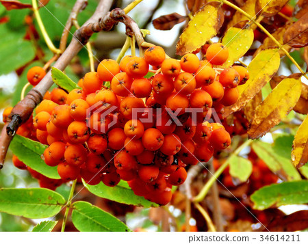 Thornhill rowanberry branch 2017 34614211