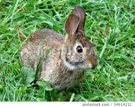 Thornhill the eastern cottontail rabbit September Thornhill the eastern cottontail rabbit September 34614212
