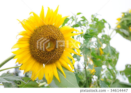 Sunflower of Tsukiyama plateau 34614447