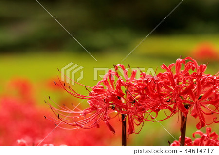 群集孤挺花 34614717