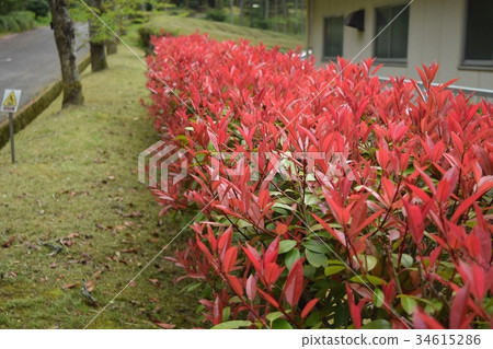 秋天的樹葉 秋天的樹葉 34615286