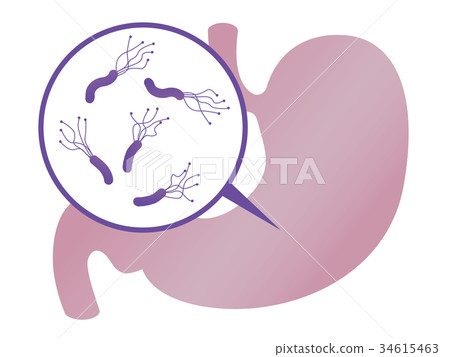 Stomach 34615463
