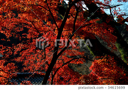Autumn leaves 34615699