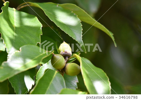 Acorn and tree nuts 34616798