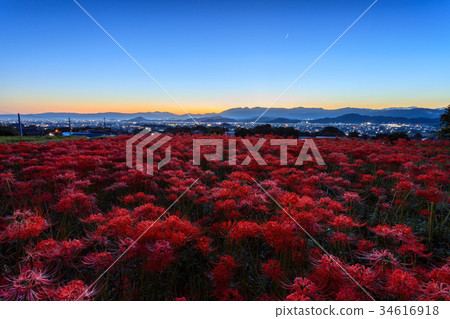 Kushinji Hashibana dawn 34616918