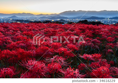 Kushinji Hashibana黎明 34618229