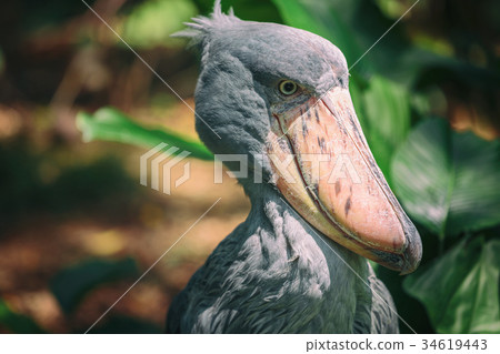 African Shoebill (Balaeniceps rex)  34619443