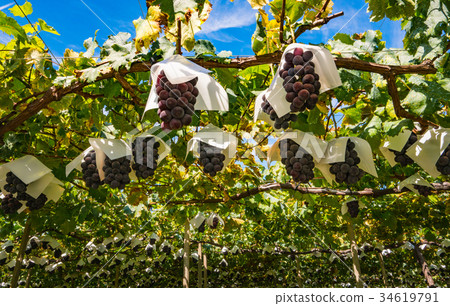 Kyoho grape trellis illuminated by sunlight Kyoho grape trellis illuminated by sunlight 34619791