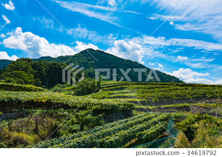 Beautiful vineyards and blue skies in summer in Yamanashi Prefecture / Terraced fields and nature in harmony Beautiful vineyards and blue skies in summer in Yamanashi Prefecture / Terraced fields and nature in harmony 34619792