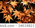 秋天的樹葉照亮了 34619821