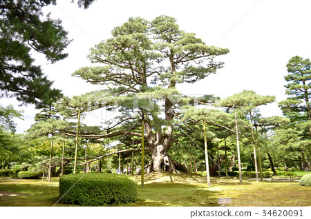石川縣金澤市Kenrokuen圖片 34620091