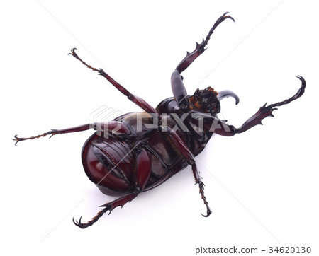 Beetles in nature ,Rhino beetle (Dynastinae) 34620130