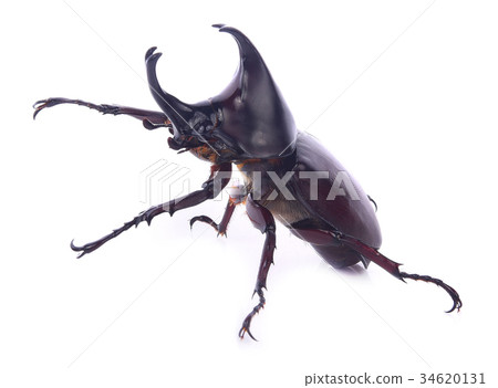Big horned beetle isolate on white background 34620131