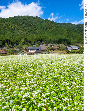Buckwheat flower and Miyama Seki no Sato 34620144