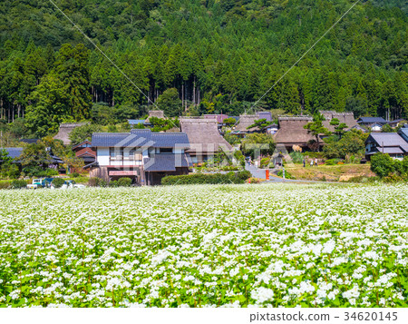 Buckwheat flower and Miyama Seki no Sato 34620145