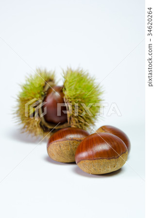Chestnut Chestnut 34620264