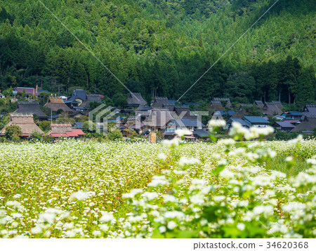 Buckwheat flower and Miyama Seki no Sato Buckwheat flower and Miyama Seki no Sato 34620368