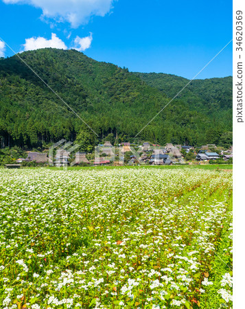 Buckwheat flower and Miyama Seki no Sato Buckwheat flower and Miyama Seki no Sato 34620369