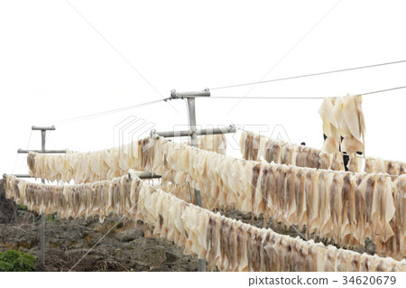 Squid drying on clothesline Squid drying on clothesline 34620679