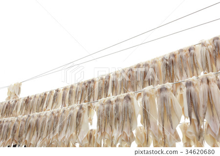 Squid drying on clothesline 34620680