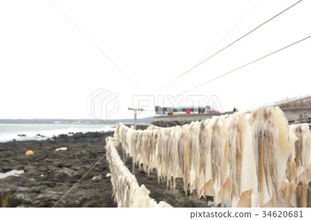 Squid drying on clothesline Squid drying on clothesline 34620681