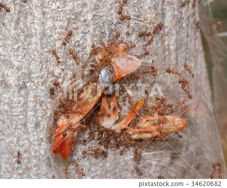 Ant to taken shrimp shell as food Ant to taken shrimp shell as food 34620682