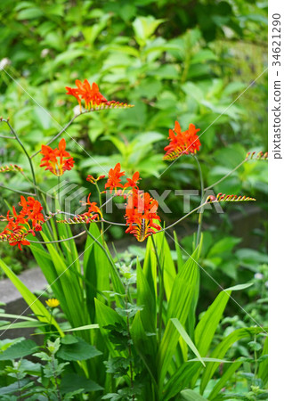 Himehi Uizizusen with a beautiful orange color 34621290