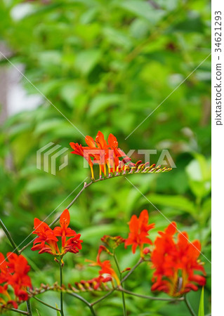 Himehi Uizizusen有美麗的橙色 Himehi Uizizusen有美麗的橙色 34621293