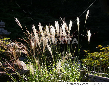 Autumn garden 34621560