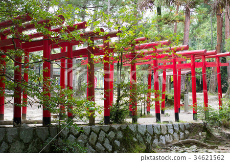 Torii Torii 34621562