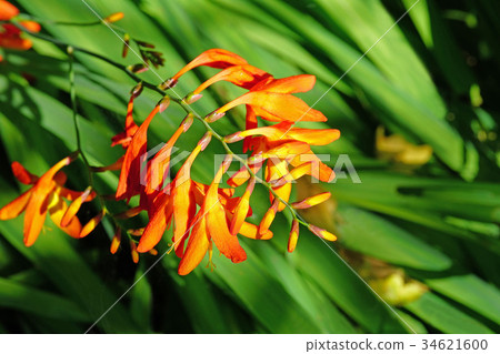 Orange color is bright. Orange color is bright. 34621600