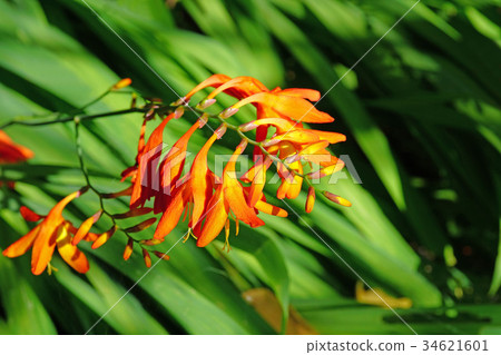 Orange color is bright. Orange color is bright. 34621601