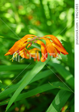 Orange color is bright. 34621603