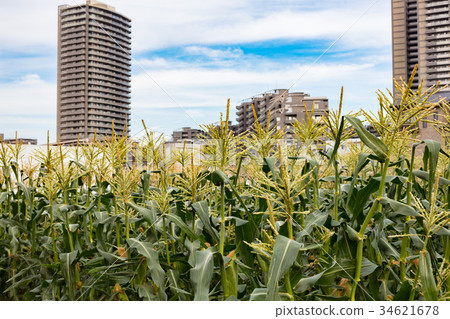 Corn field (Fujimino city) Corn field (Fujimino city) 34621678