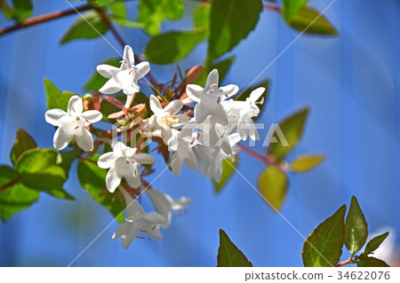 Hana Sono Tsukubane Hutsugi（Hanazono Impinguki Tane） 34622076